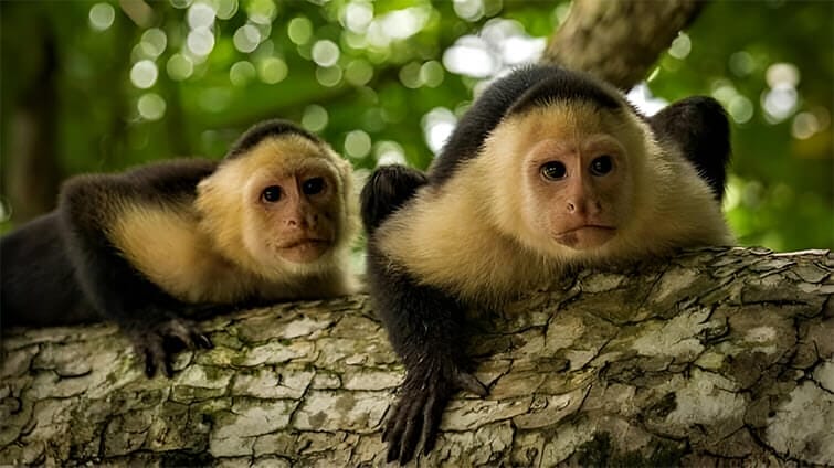 Two capuchin monkeys resting on a tree branch in a lush green forest setting.