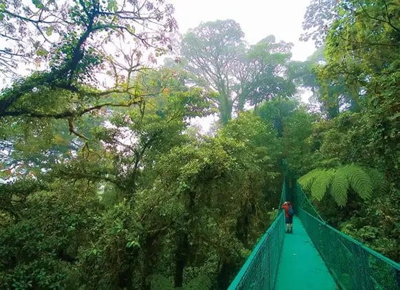 Person walking on a green canopy bridge through lush rainforest, surrounded by dense greenery and misty atmosphere.