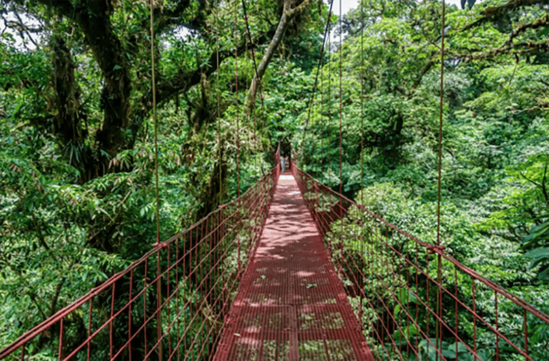 Suspension bridge amidst lush green rainforest in Costa Rica.
